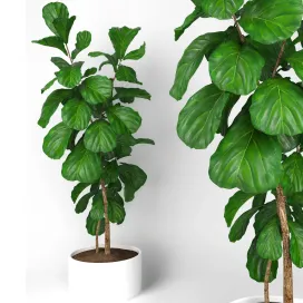 Fiddle leaf fig tree
